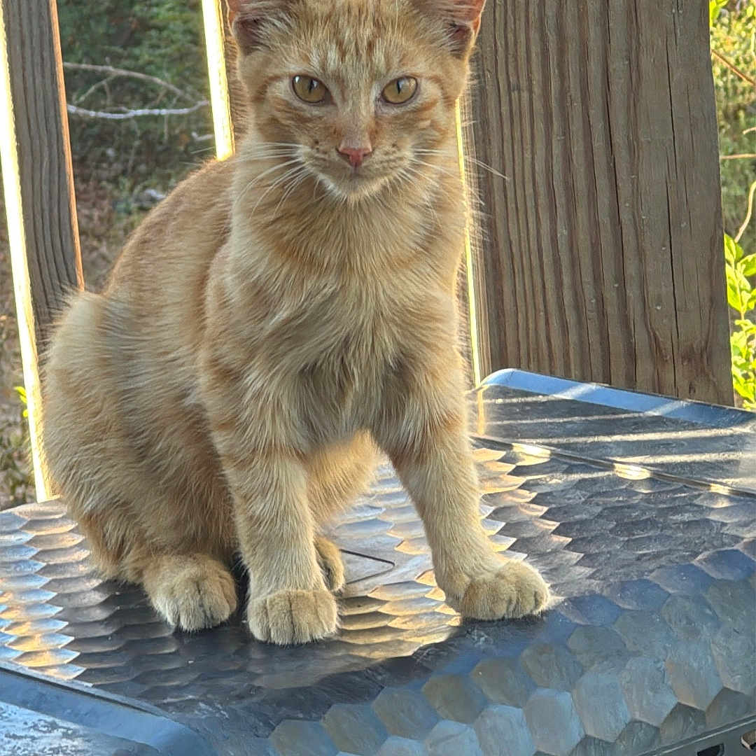 Solar