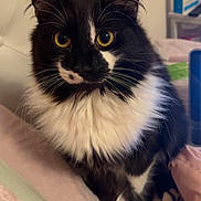 Stitch is registered to the contest to win money with this photo: cat, black_and_white, fluffy, yellow_eyes, pet, indoor, bed, blanket, furniture, domestic_animal, whiskers, cute, sitting, fur, portrait, attention, soft, relaxed, cozy, home