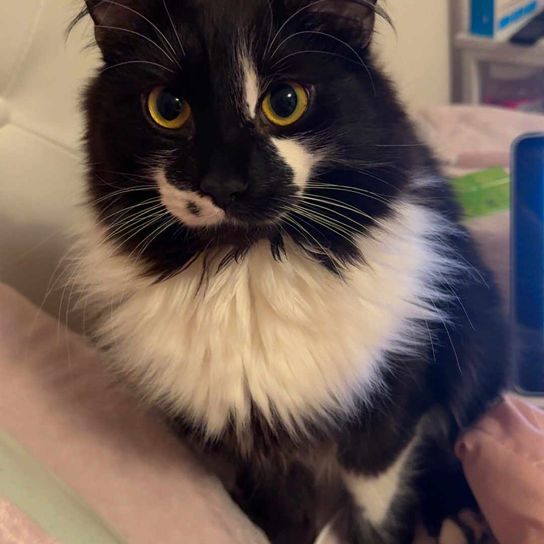 Stitch is registered to the contest to win money with this photo: cat, black_and_white, fluffy, yellow_eyes, pet, indoor, bed, blanket, furniture, domestic_animal, whiskers, cute, sitting, fur, portrait, attention, soft, relaxed, cozy, home