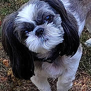 Lexi joined the competition — help win amazing prizes! dog, shih_tzu, black_and_white, fluffy, long_hair, small_dog, pet, animal, portrait, close_up, face, eyes, nose, standing, outdoor, grass, lawn, fur, cute, companion