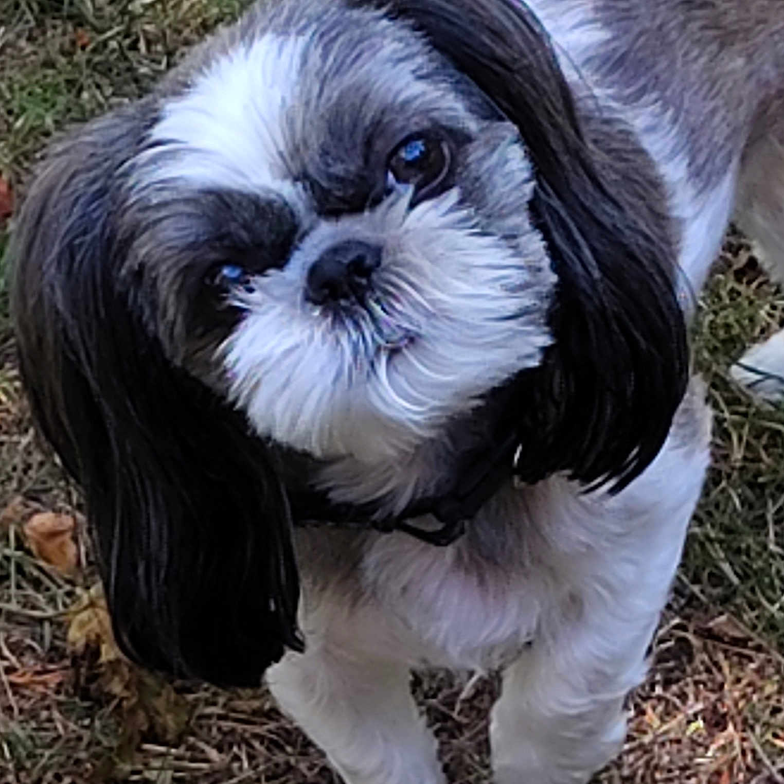 Lexi joined the competition — help win amazing prizes! dog, shih_tzu, black_and_white, fluffy, long_hair, small_dog, pet, animal, portrait, close_up, face, eyes, nose, standing, outdoor, grass, lawn, fur, cute, companion