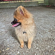 Boston participe au concours pour gagner de l'argent avec cette photo : dog, pomeranian, fluffy, sitting, panting, tongue_out, urban, graffiti, concrete_floor, wall, pet, animal, small_dog, side_view, fur, collar, indoor, cute, happy, mammal