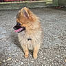 dog, pomeranian, fluffy, sitting, panting, tongue_out, urban, graffiti, concrete_floor, wall, pet, animal, small_dog, side_view, fur, collar, indoor, cute, happy, mammal