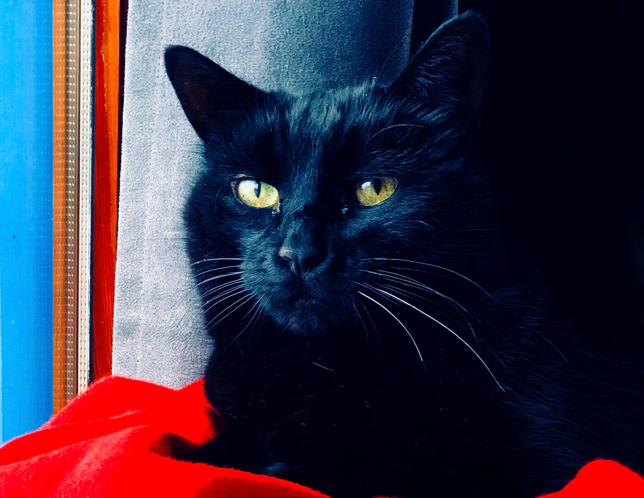 Memphis a rejoint le concours — aidez-le/la à gagner de superbes lots ! asian, black, black_and_white, black_cat, bombay, burmese, carnivore, cat, domestic_short_haired_cat, felidae, korat, mammal, small_to_medium_sized_cats, snout, vertebrate, whiskers