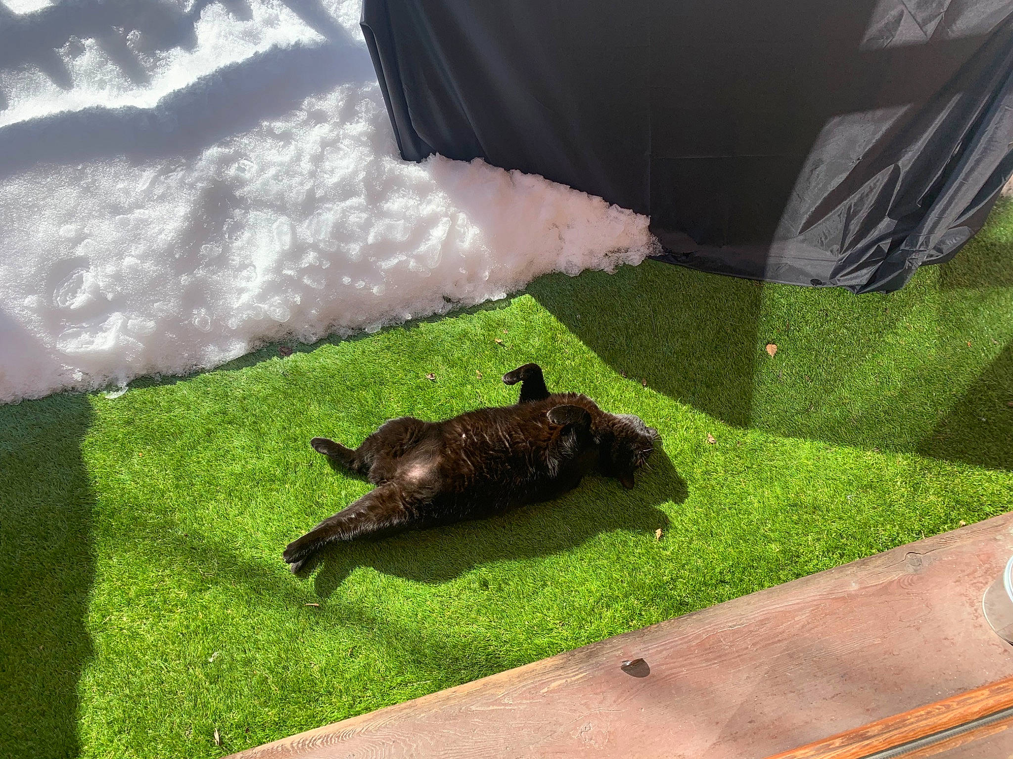 Memphis a rejoint le concours — aidez-le/la à gagner de superbes lots ! artificial_turf, canidae, fawn, grass, green, lawn, plant, tail