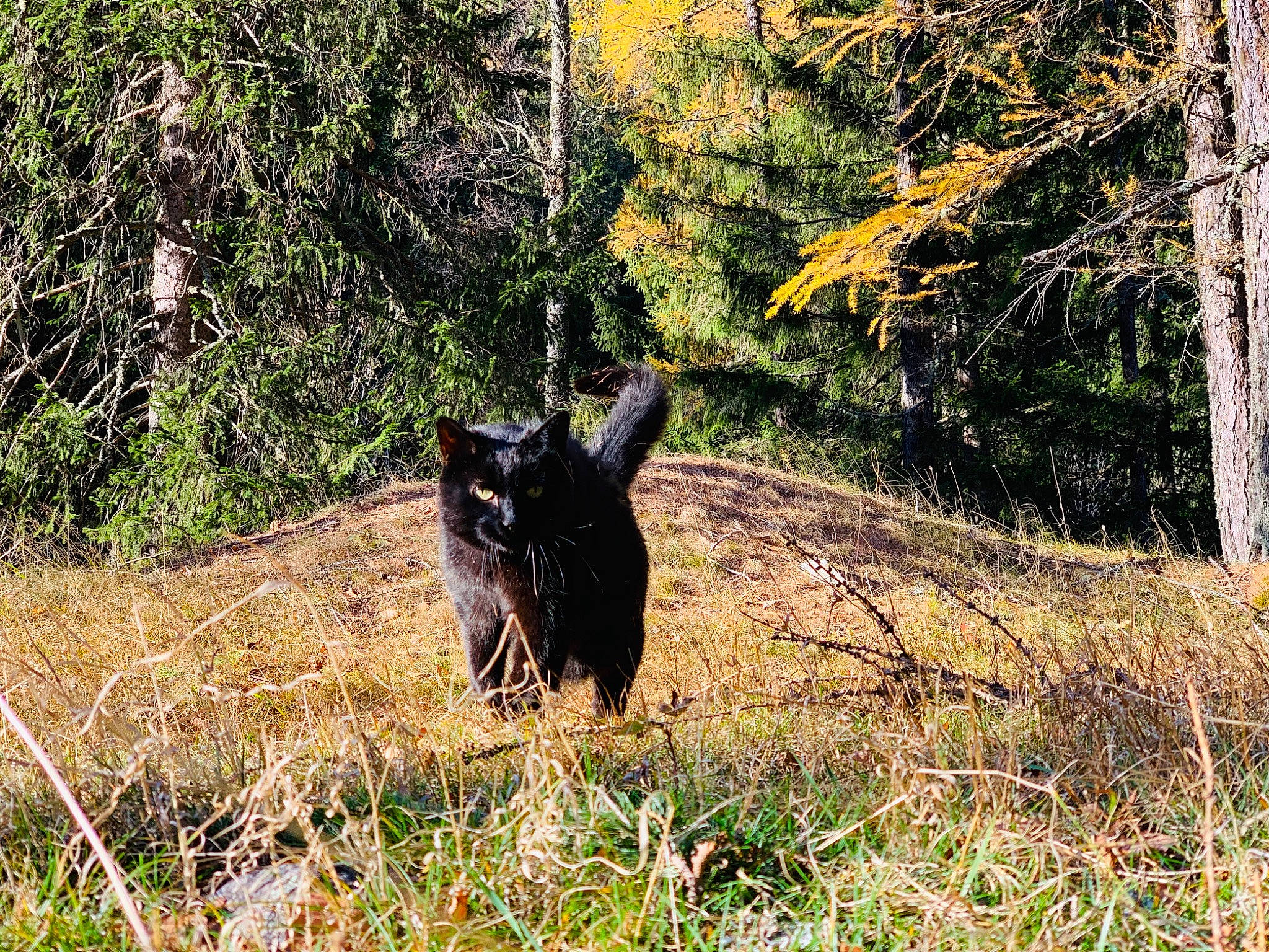 Memphis a rejoint le concours — aidez-le/la à gagner de superbes lots ! canidae, carnivore, dog, dog_breed, forest, grass, plant, sporting_group, tree, wildlife