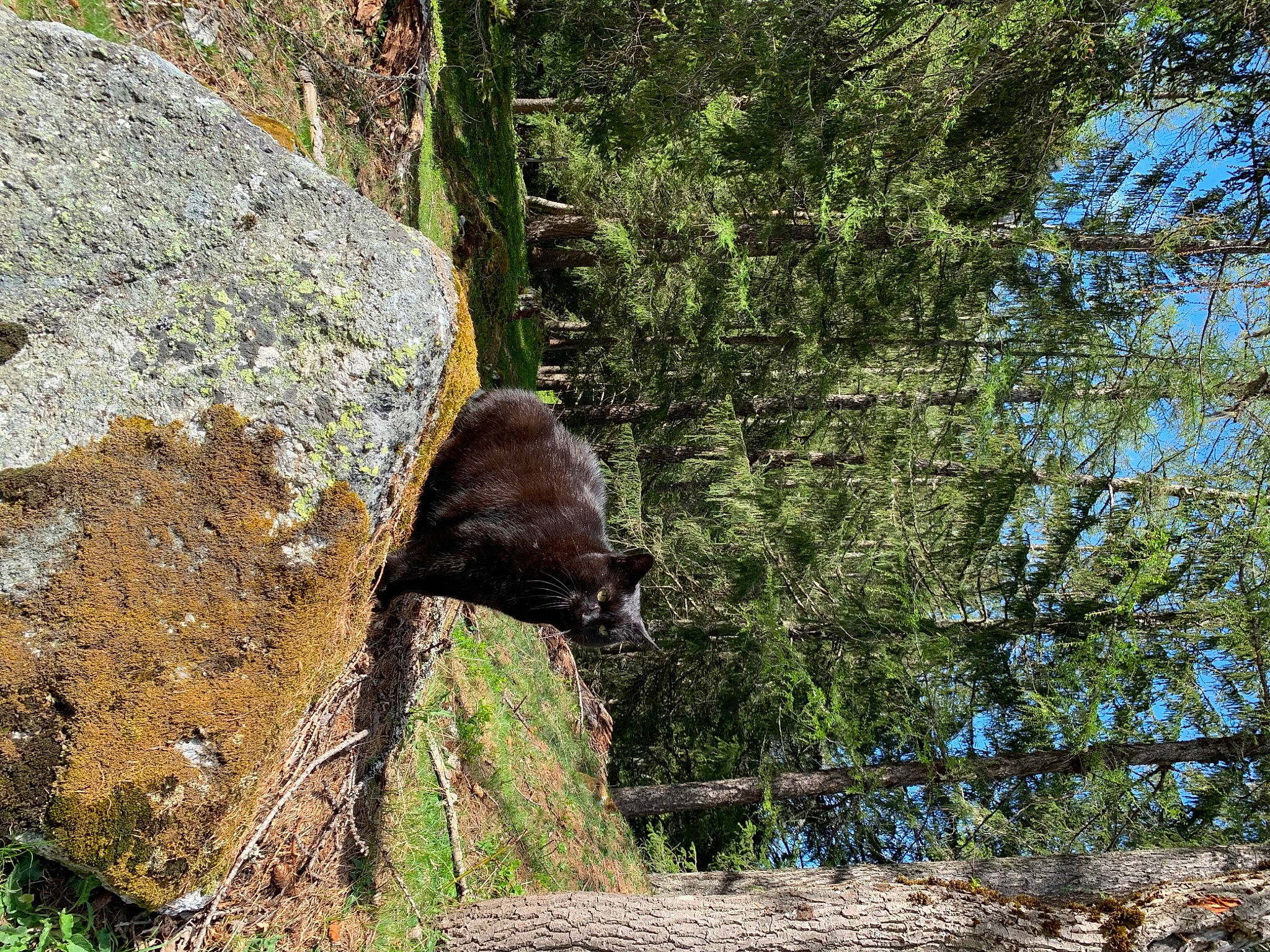 Memphis participe au concours pour gagner de l'argent avec cette photo : adventure, bedrock, boulder, escarpment, forest, formation, geology, national_park, old_growth_forest, outcrop, plant, rock, state_park, tree, wildlife