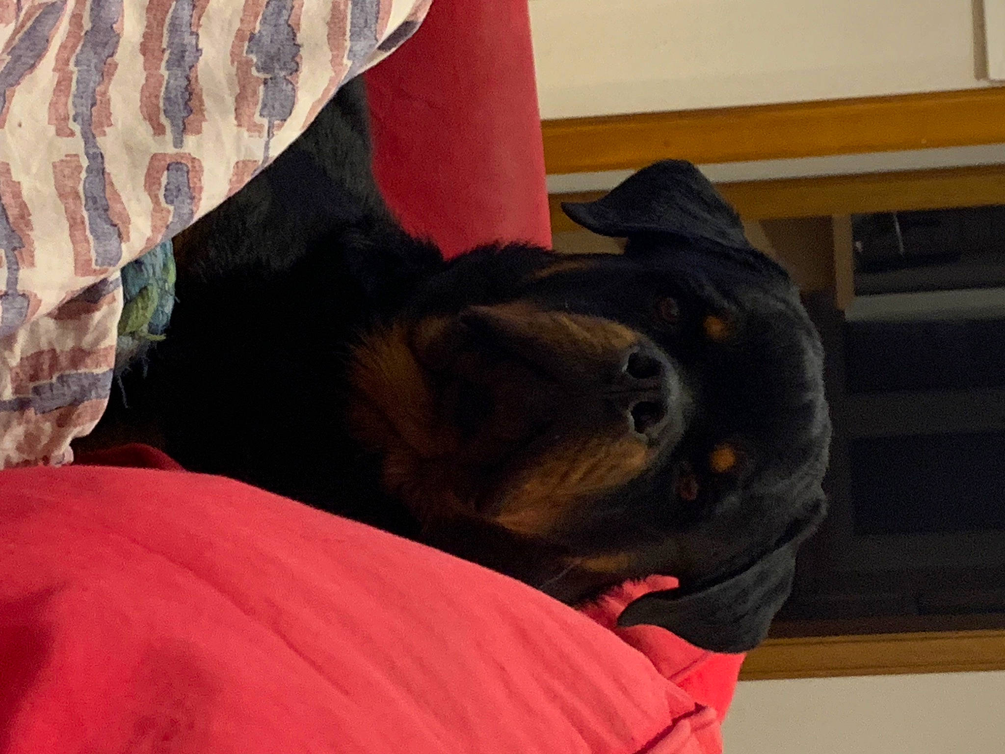 Rico a rejoint le concours — aidez-le/la à gagner de superbes lots ! canidae, carnivore, comfort, companion_dog, dog, dog_breed, ear, fawn, fur, guard_dog, linens, liver, mammal, nap, room, snout, sporting_group, vertebrate, wood, working_animal