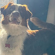 Simba a rejoint le concours — aidez-le/la à gagner de superbes lots ! dog, heterochromia, fur, indoor, sunlight, window, curtain, collar, tag, pet, animal, brown, white, black, tail, ears, portrait, alert, standing, canine