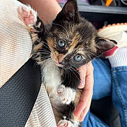 Sassafras is registered to the contest to win money with this photo: animal, blue_eyes, calico, car_interior, casual, cat, closeup, clothing, cute, domestic_animal, hand, holding, jeans, kitten, lap, paw, person, pet, seatbelt, white_socks