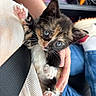 animal, blue_eyes, calico, car_interior, casual, cat, closeup, clothing, cute, domestic_animal, hand, holding, jeans, kitten, lap, paw, person, pet, seatbelt, white_socks