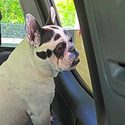 Designer is registered to the contest to win money with this photo: dog, french_bulldog, black_and_white, car_interior, window, looking_out, pet, animal, seated, side_view, ears, snout, daylight, greenery, outdoor_view, close_up, canine, companion, cute, domestic_animal