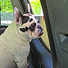 dog, french_bulldog, black_and_white, car_interior, window, looking_out, pet, animal, seated, side_view, ears, snout, daylight, greenery, outdoor_view, close_up, canine, companion, cute, domestic_animal