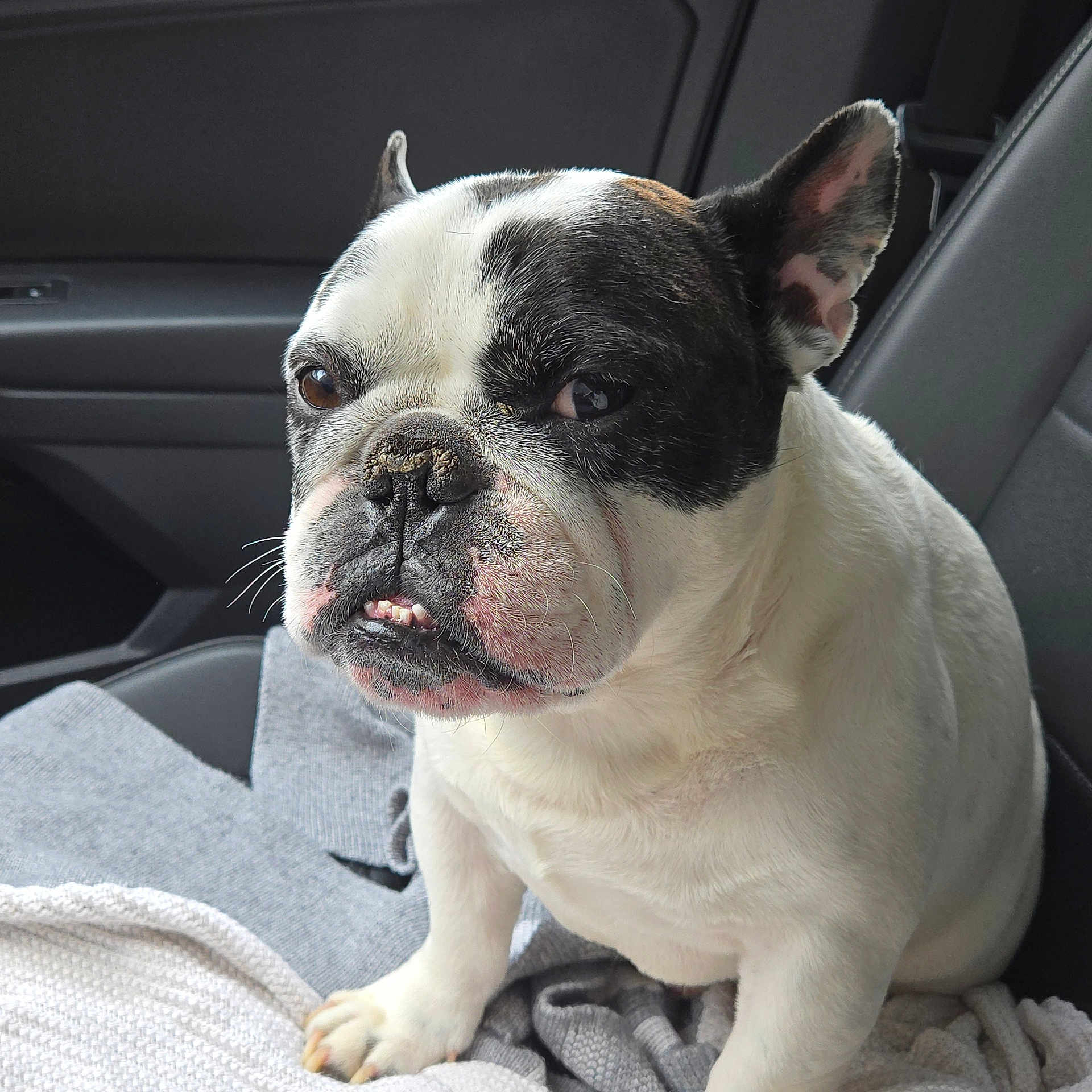 Designer is registered to the contest to win money with this photo: dog, french_bulldog, pet, animal, car_interior, seat, blanket, fur, white, black, closeup, portrait, expression, face, paw, indoors, vehicle, canine, sitting, cute