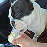 Designer is registered to the contest to win money with this photo: dog, black_and_white, close_up, pet, treat, hand, cup, indoor, animal, snout, tongue, enjoyment, fur, sitting, car_interior, feeding, cute, muzzle, licking, person