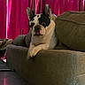 dog, french_bulldog, couch, indoor, pet, curious, ears, red_curtains, furniture, cozy, animal, mammal, living_room, domestic, canine, resting, looking, home, cute, companion