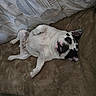 Designer is registered to the contest to win money with this photo: dog, french_bulldog, pet, lying_down, couch, brown, white, black_spots, ears, teeth, belly_up, indoor, relaxed, cute, animal, mammal, fur, companion, resting, face