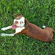 Basil is registered to the contest to win money with this photo: animal, brown_dog, canine, collar, dog, ears, eyes, grass, green_grass, happy_dog, lying_down, muzzle, nature, outdoor, pet, playful, summer, tongue, tongue_out, white_dog