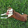 animal, brown_dog, canine, collar, dog, ears, eyes, grass, green_grass, happy_dog, lying_down, muzzle, nature, outdoor, pet, playful, summer, tongue, tongue_out, white_dog