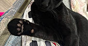 Babu is registered to the contest to win money with this photo: animal, bed, black_cat, blanket, cat, claws, ears, feline, fur, home, indoor, lying_down, paws, pet, portrait, relaxed, short_hair, sitting, staring, whiskers