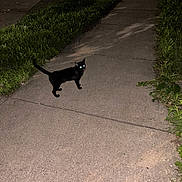 Babu is registered to the contest to win money with this photo: animal, black_cat, cat, concrete, flash_photography, glowing_eyes, grass, night, outdoor, parked_car, pavement, pet, pointed_ears, residential_area, sidewalk, standing, street, tail, urban_scene, walking