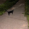 animal, black_cat, cat, concrete, flash_photography, glowing_eyes, grass, night, outdoor, parked_car, pavement, pet, pointed_ears, residential_area, sidewalk, standing, street, tail, urban_scene, walking