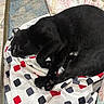 Babu is registered to the contest to win money with this photo: animal, bed, black_cat, blanket, cat, cozy, curled_up, feline, fur, home, indoors, nap, patterned_fabric, paws, pet, pillow, relaxed, rug, sleeping, whiskers