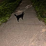 Babu is registered to the contest to win money with this photo: animal, black_cat, cat, evening, feline, grass, neighborhood, night, outdoor, parked_car, pavement, pet, profile, shadow, sidewalk, standing, street, suburban, vegetation, walking