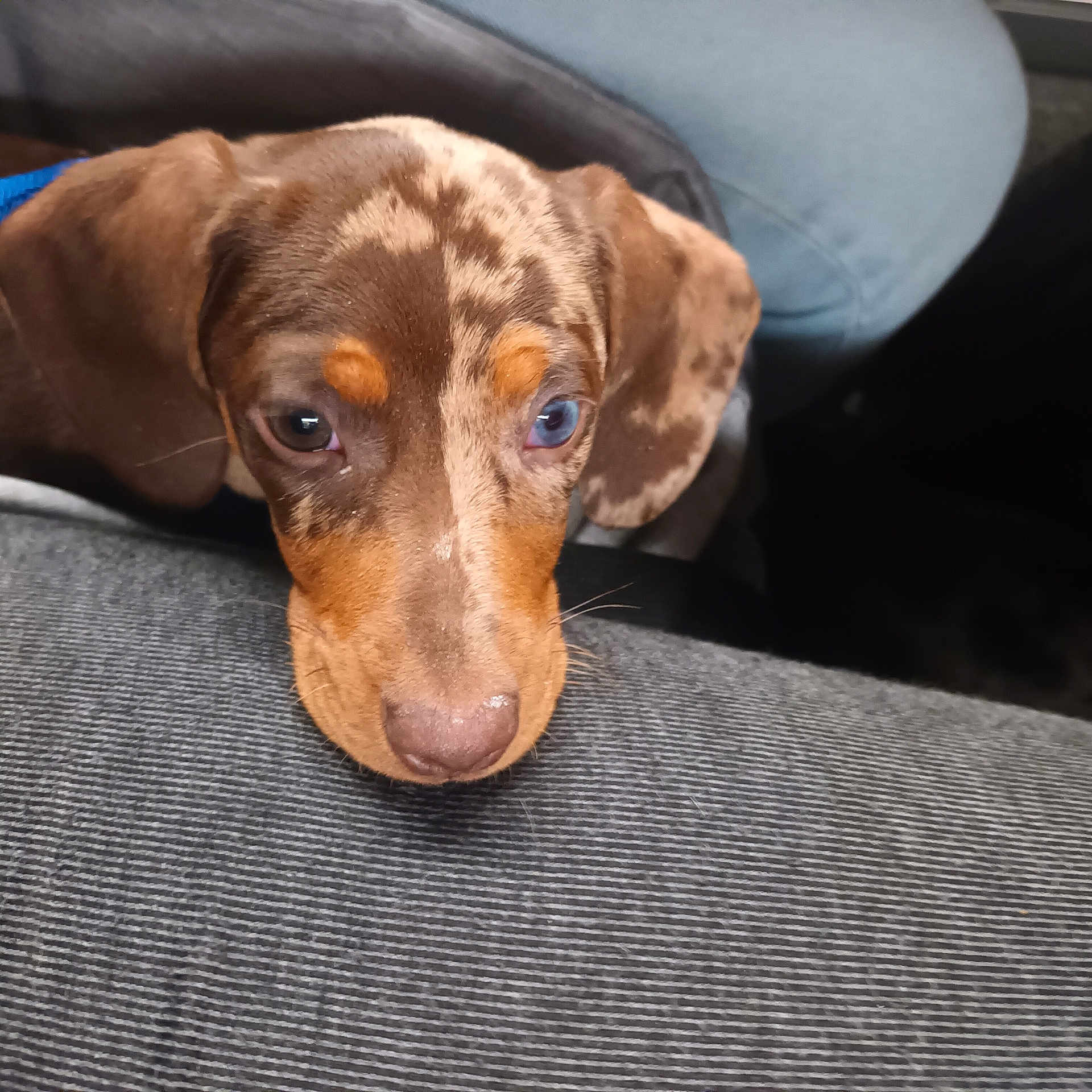 Blue participe au concours pour gagner de l'argent avec cette photo : animal, armchair, beagle, canine, chair, cockerspaniel, couch, cushion, dog, furniture, headrest, homedecor, hound, labradorretriever, linen, pet, pointer, puppy, snout, terrier
