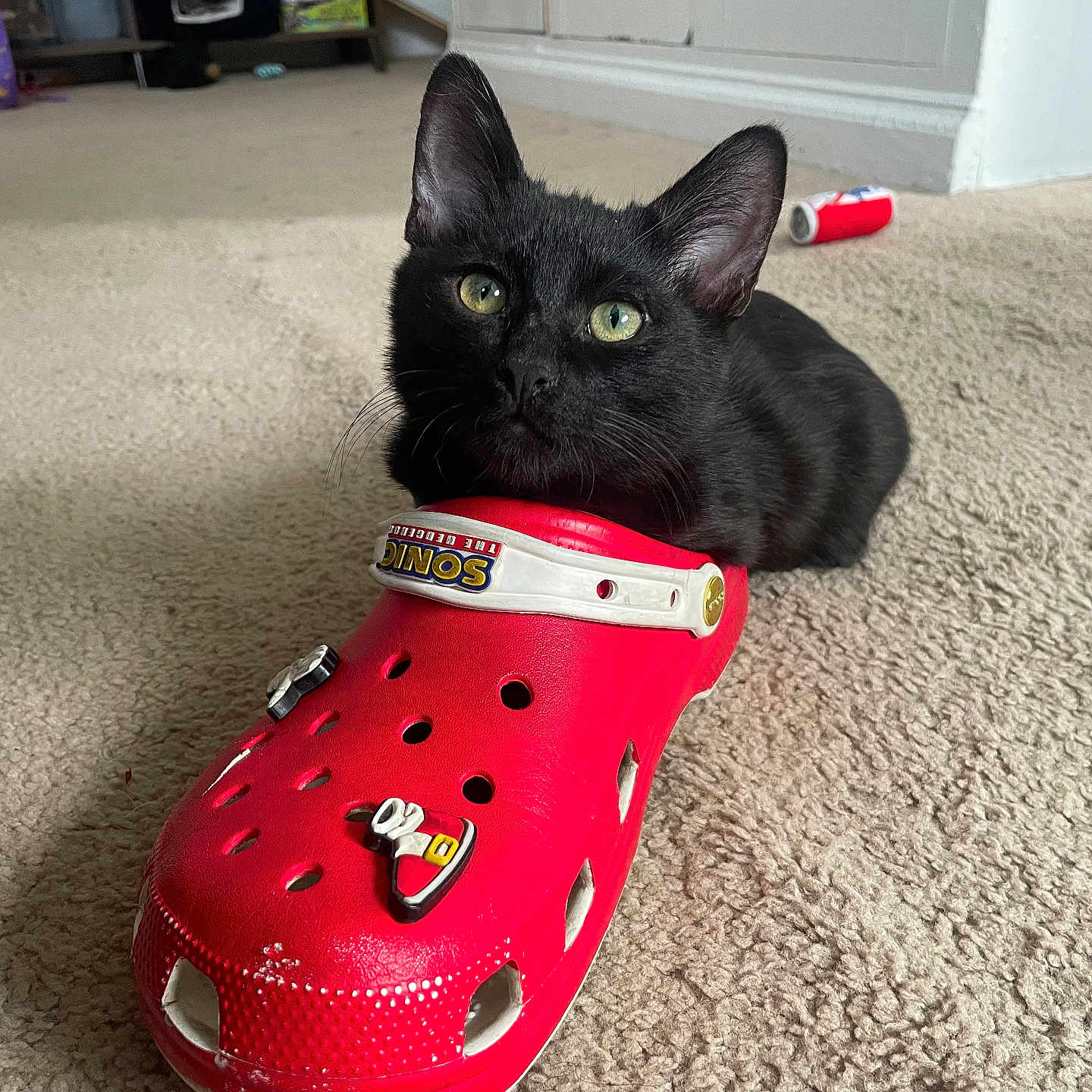 Bats joined the competition — help win amazing prizes! Sonic, animal, black_cat, carpet, cat, curious, cute, domestic_cat, feline, floor, footwear, green_eyes, indoor, pet, plastic_shoe, red_croc, relaxed, room, shoe, small_animal