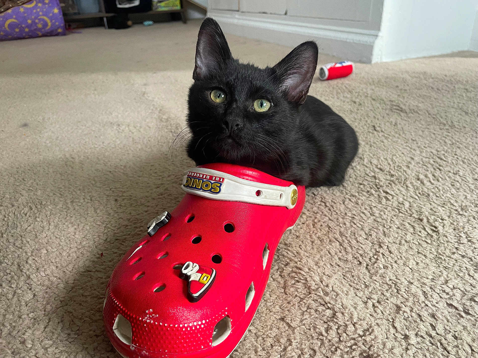 Bats joined the competition — help win amazing prizes! Sonic, animal, black_cat, carpet, cat, curious, cute, domestic_cat, feline, floor, footwear, green_eyes, indoor, pet, plastic_shoe, red_croc, relaxed, room, shoe, small_animal