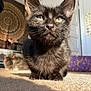 Bats is registered to the contest to win money with this photo: animal, background_cat, black_cat, carpet, cat, close_up, cute, decor, domestic_cat, ears, eyes, feline, floor, fur, home, indoor, pet, relaxed, sunlight, whiskers