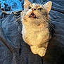 cat, pet, animal, feline, whiskers, fur, ears, paws, blanket, denim_jacket, indoor, cute, curious, looking_up, teeth, close_up, domestic_animal, resting, soft, cozy