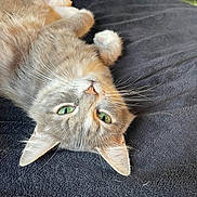 Minky is registered to the contest to win money with this photo: animal, blanket, cat, close_up, cozy, curious, cute, domestic_animal, feline, fur, green_eyes, indoor, lying_down, pet, portrait, relaxed, resting, soft, tabby, whiskers