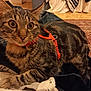 cat, tabby_cat, pet, indoor, orange_harness, curious, wide_eyes, fur, whiskers, blanket, floor, rug, slipper, cozy, animal, mammal, domestic_cat, resting, close_up, home