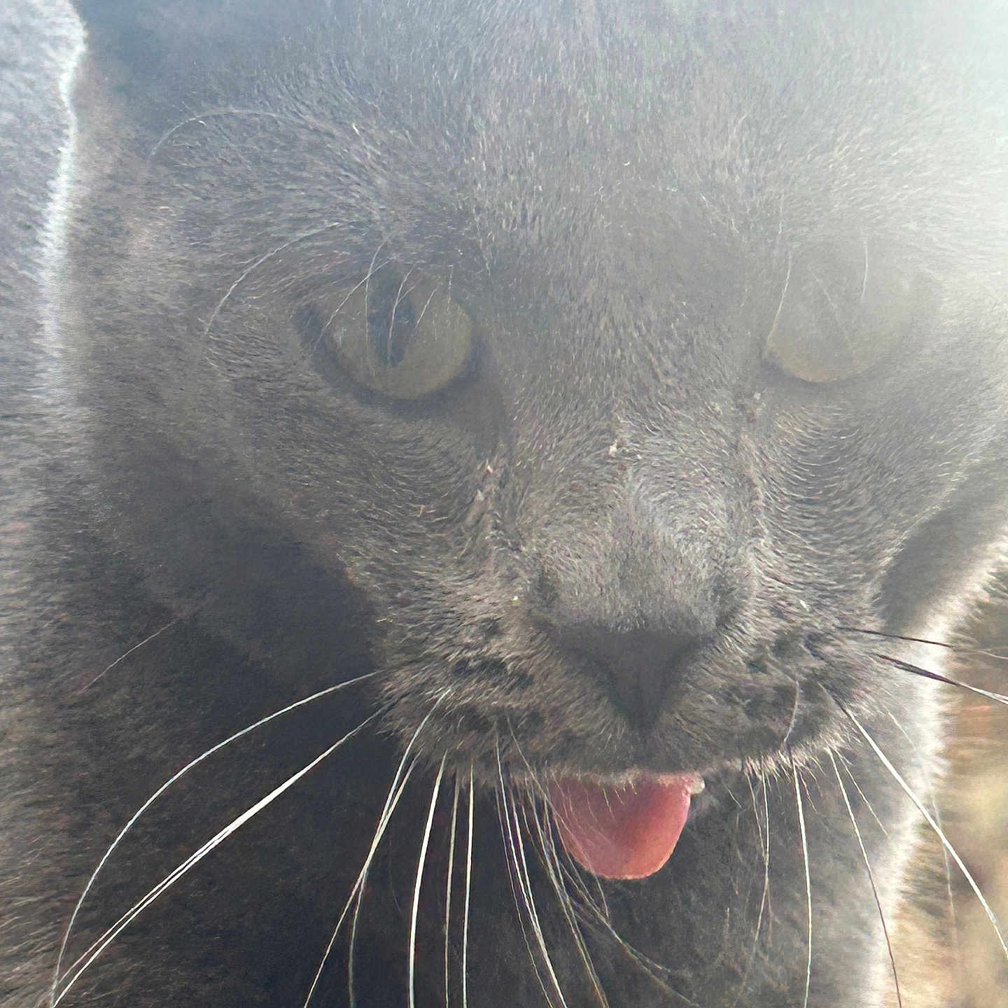 Smoke participe au concours pour gagner de l'argent avec cette photo : abyssinian, animal, blackcat, bodypart, cat, egyptiancat, kitten, manx, mouth, panther, person, pet, snout, tongue
