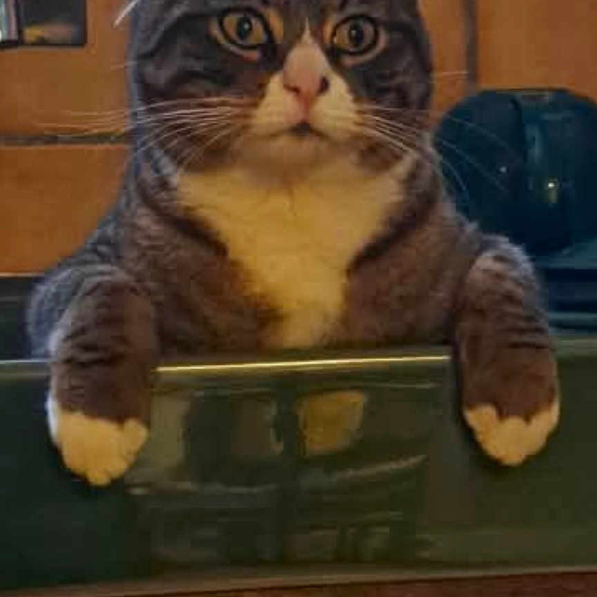 Tipote