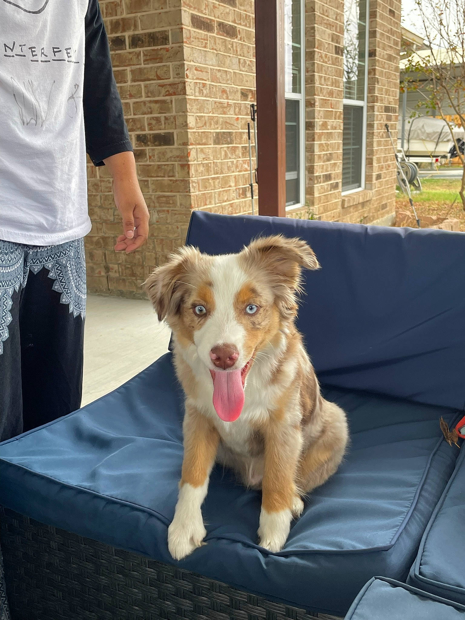 Figgy is registered to the contest to win money with this photo: ancient_dog_breeds, building, canidae, carnivore, companion_dog, dog, dog_breed, fur, house, leash, obedience_training, plant, puppy, recreation, snout, sporting_group, street_dog, tree, window, working_dog