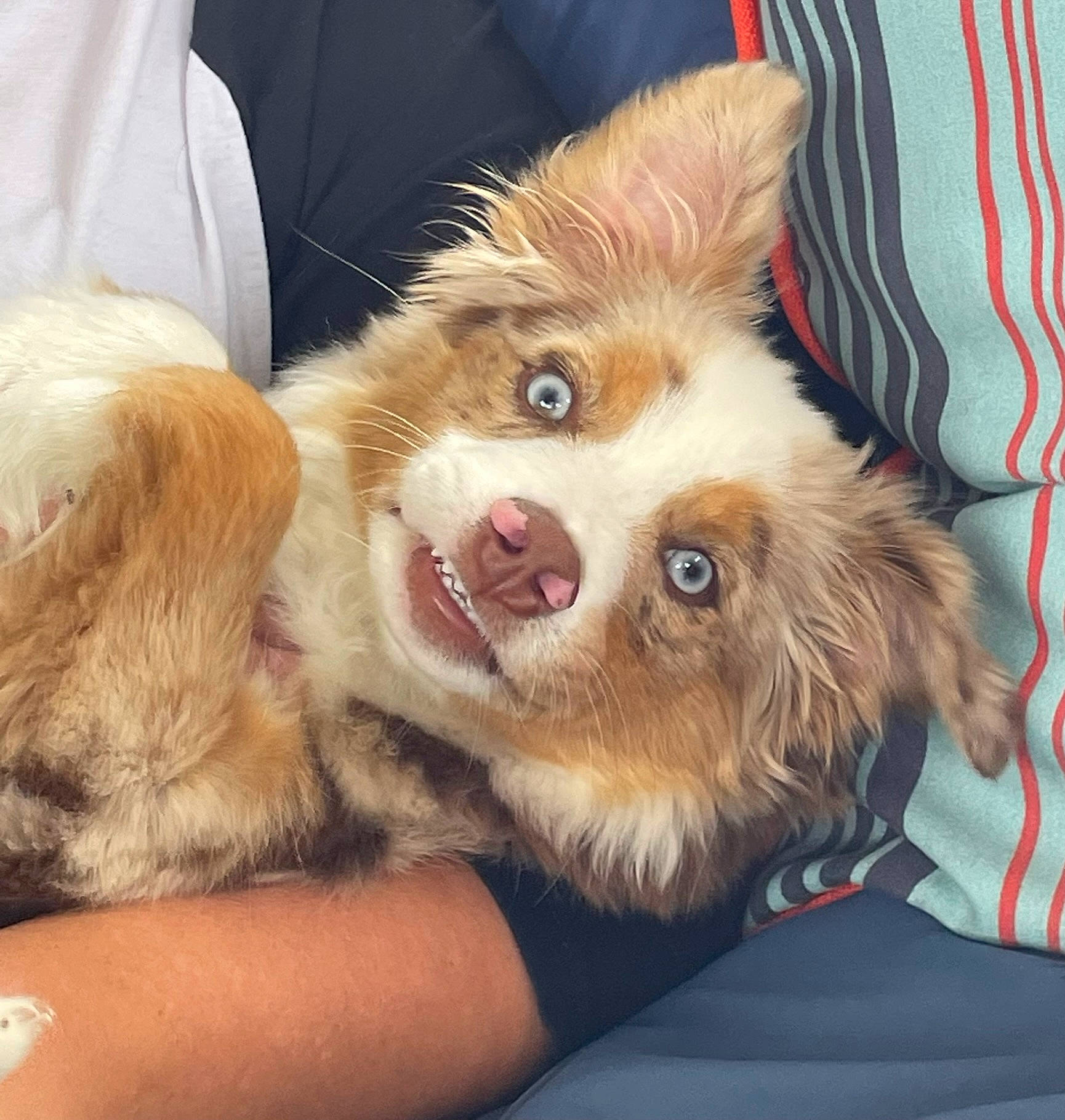 Figgy is registered to the contest to win money with this photo: blond, canidae, carnivore, comfort, companion_dog, dog, dog_breed, dog_supply, ear, fang, fawn, felidae, jaw, paw, pomeranian, snout, spitz, sporting_group, toy_dog, whiskers