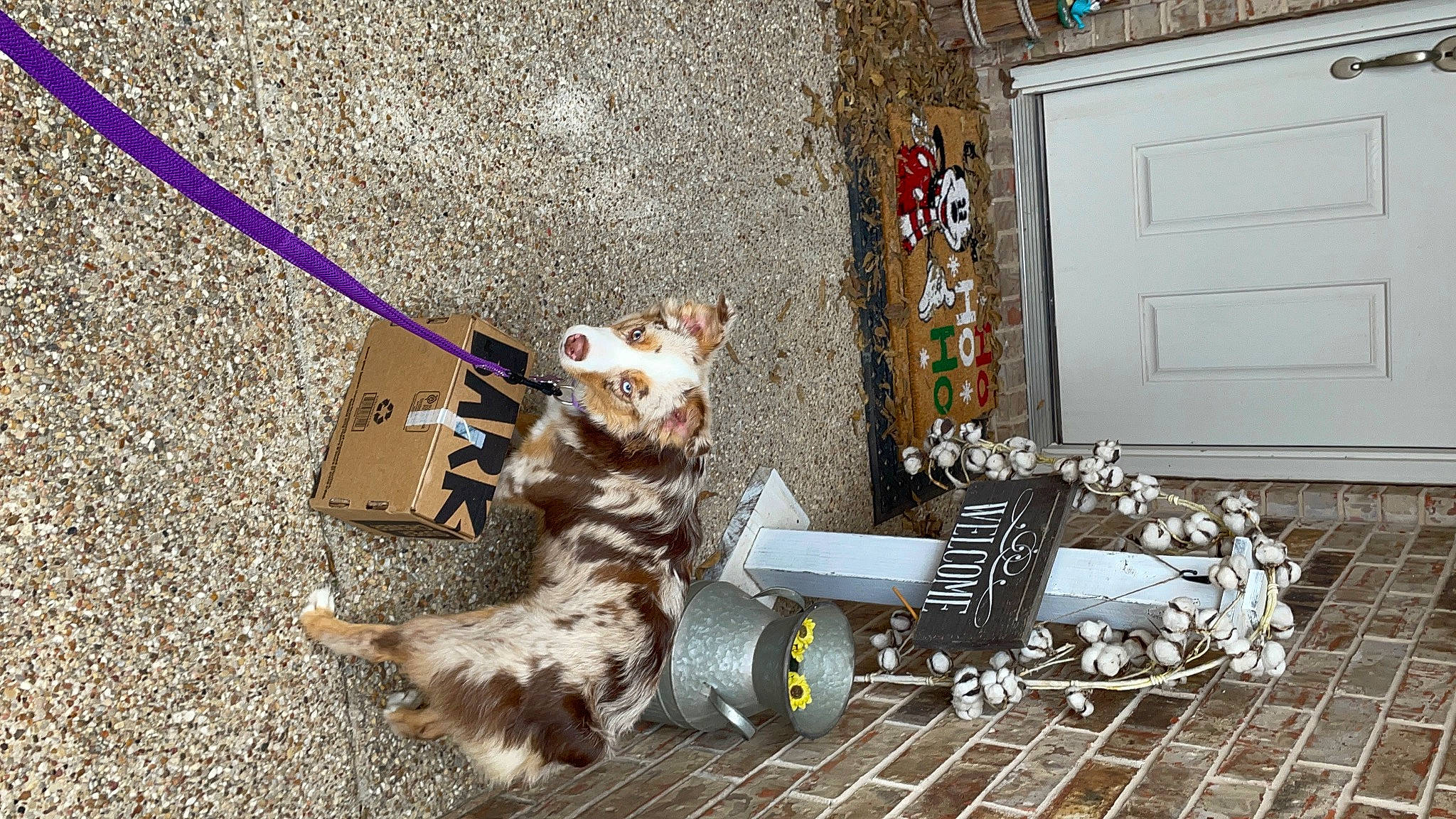 Figgy is registered to the contest to win money with this photo: asphalt, carnivore, collar, companion_dog, dog_breed, dog_supply, door, fawn, felidae, flooring, leash, pet_supply, road, road_surface, sidewalk, small_to_medium_sized_cats, tire, vehicle, wheel, wood