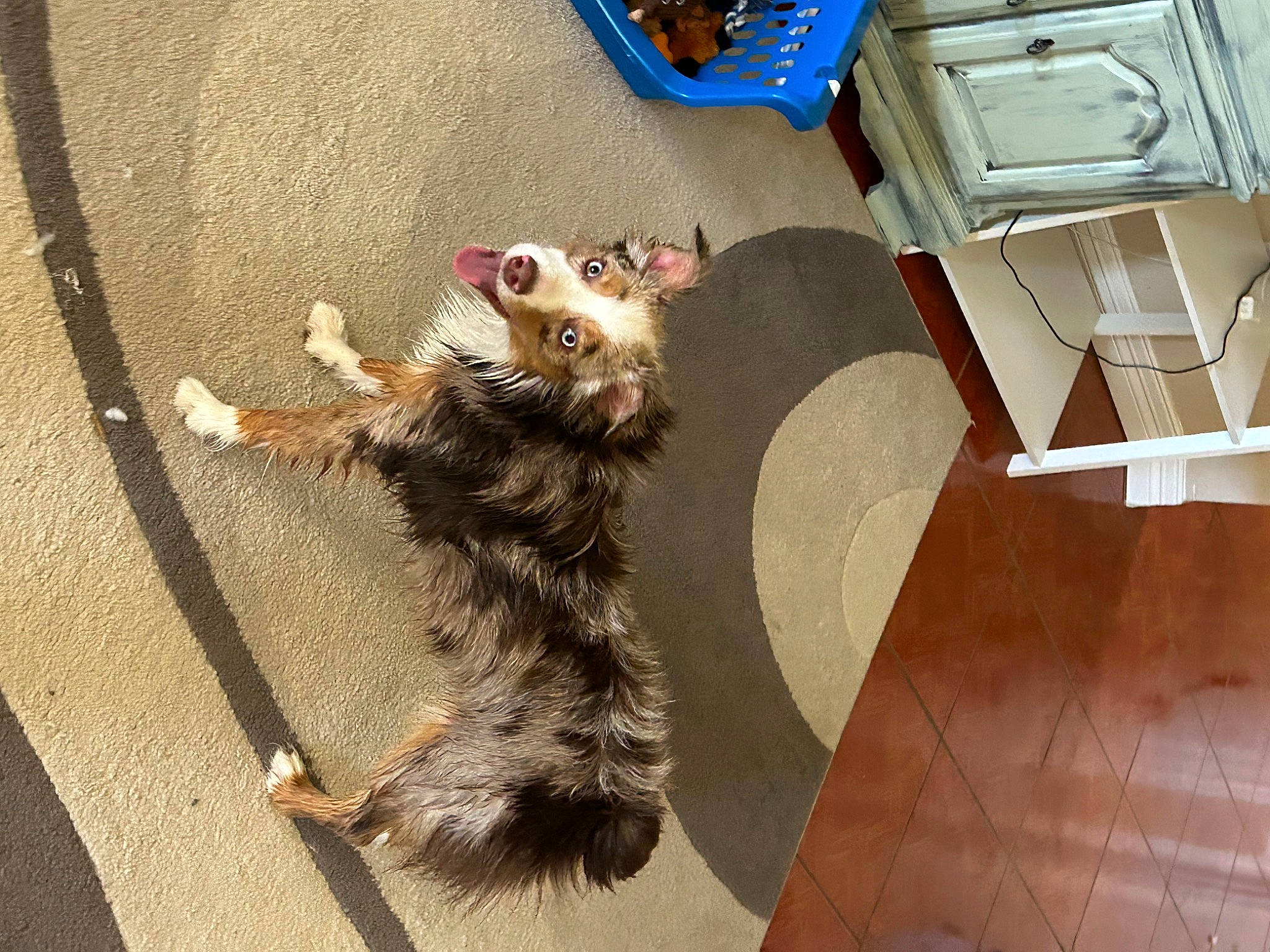 Figgy joined the competition — help win amazing prizes! canidae, carnivore, claw, dog_breed, domestic_short_haired_cat, fawn, felidae, flooring, fur, hardwood, paw, small_to_medium_sized_cats, snout, sporting_group, tail, terrestrial_animal, whiskers, wood, wood_flooring, wood_stain