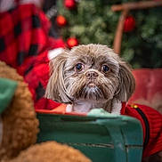 Luna is registered to the contest to win money with this photo: dog, pet, christmas_tree, christmas_ornaments, red_sweater, holiday, indoor, decorations, cute, fluffy, brown_fur, wooden_surface, red_plaid, festive, closeup, portrait, background_blur, cozy, animal, christmas
