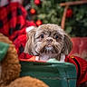 dog, pet, christmas_tree, christmas_ornaments, red_sweater, holiday, indoor, decorations, cute, fluffy, brown_fur, wooden_surface, red_plaid, festive, closeup, portrait, background_blur, cozy, animal, christmas