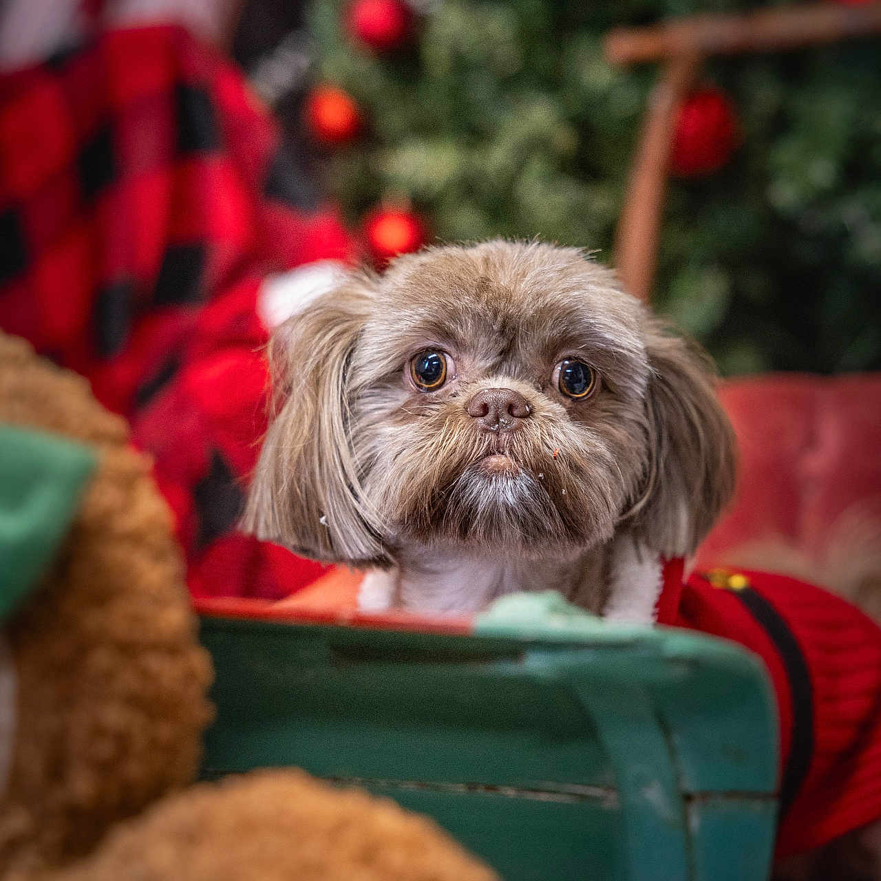 Luna is registered to the contest to win money with this photo: dog, pet, christmas_tree, christmas_ornaments, red_sweater, holiday, indoor, decorations, cute, fluffy, brown_fur, wooden_surface, red_plaid, festive, closeup, portrait, background_blur, cozy, animal, christmas