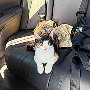 Nina joined the competition — help win amazing prizes! cat, calico, kitten, car_seat, leather, sunlight, clothing, seatbelt, interior, vehicle, pet, animal, green_eyes, fur, whiskers, paws, relaxed, curious, indoor, casual