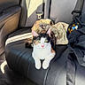cat, calico, kitten, car_seat, leather, sunlight, clothing, seatbelt, interior, vehicle, pet, animal, green_eyes, fur, whiskers, paws, relaxed, curious, indoor, casual