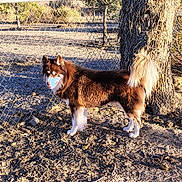 Rusty is registered to the contest to win money with this photo: dog, brown_dog, white_dog, fluffy_dog, outdoor, yard, tree, chain_link_fence, sunlight, shadow, animal, pet, canine, fur, tail, ground, nature, daylight, standing, alert