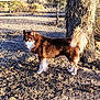 dog, brown_dog, white_dog, fluffy_dog, outdoor, yard, tree, chain_link_fence, sunlight, shadow, animal, pet, canine, fur, tail, ground, nature, daylight, standing, alert