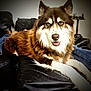 Rusty is registered to the contest to win money with this photo: dog, husky, blue_eyes, brown_fur, white_fur, pet, indoor, couch, leather, relaxed, friendly, canine, furry, animal, portrait, household, companion, resting, people, jeans
