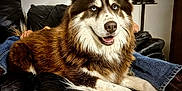 Rusty joined the competition — help win amazing prizes! dog, husky, blue_eyes, brown_fur, white_fur, pet, indoor, couch, leather, furniture, relaxed, happy, canine, animal, companion, jeans, shoe, wall, power_outlet, living_room